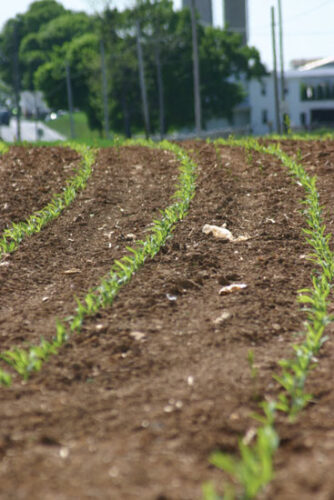 Row Crops by Hand